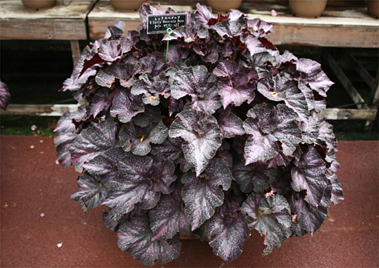 B. ‘Curly Mountain Haze’